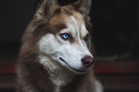 饲养狼犬注意事项！