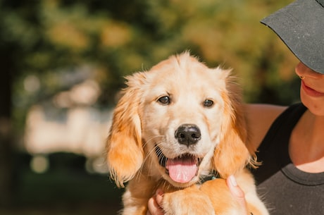 小萌犬伴您度过快乐时光